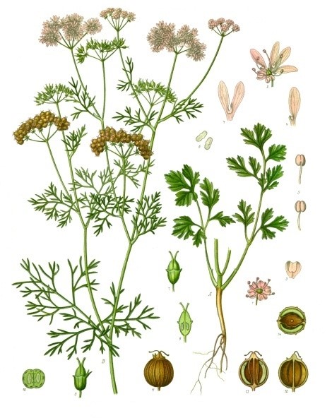 Coriandrum sativum by Franz Eugen Köhler