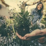5 Ways to Come up with a Medicinal Herb Garden Plan gardening-exercise