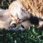 7 Ways To Keep Your Pet Engaged