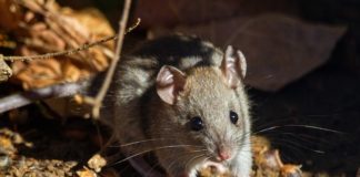 How are Rodents a Threat to the Health of Your Family Members?